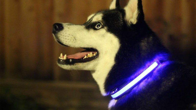 LED Light Up Dog Collar by Fuchsia Molly