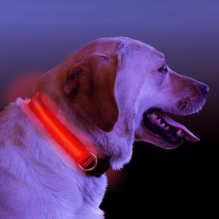 LED Light Up Dog Collar by Fuchsia Molly