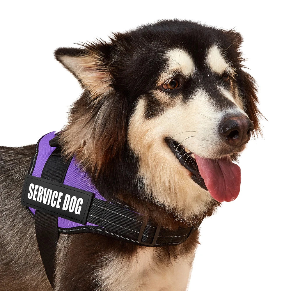 Accept Customise Patches Pet Dog Harness No Pull Reflective Saddle Adjustable Dog Walking For Small Medium And Large Dogs Vest by FLIPSTYLEZLLC