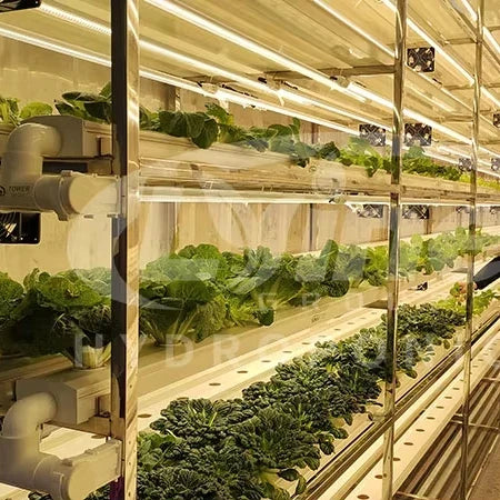 OEM Nft Hydroponics Nft Channel Growing System Kits Vertical Lettuce Strawberry Agricultural NFT Growing System Plant Vegetable by FLIPSTYLEZLLC