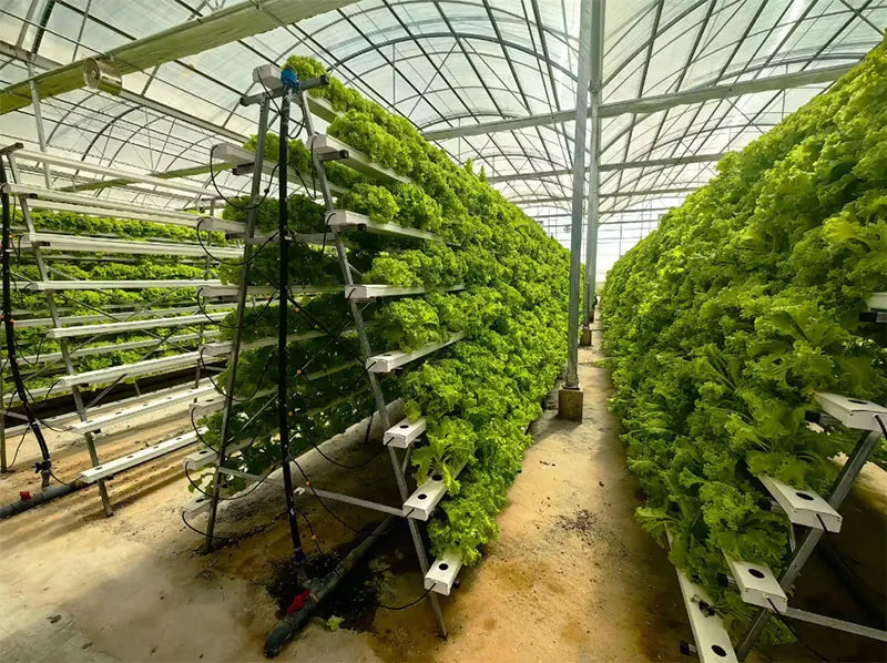 OEM Nft Hydroponics Nft Channel Growing System Kits Vertical Lettuce Strawberry Agricultural NFT Growing System Plant Vegetable by FLIPSTYLEZLLC