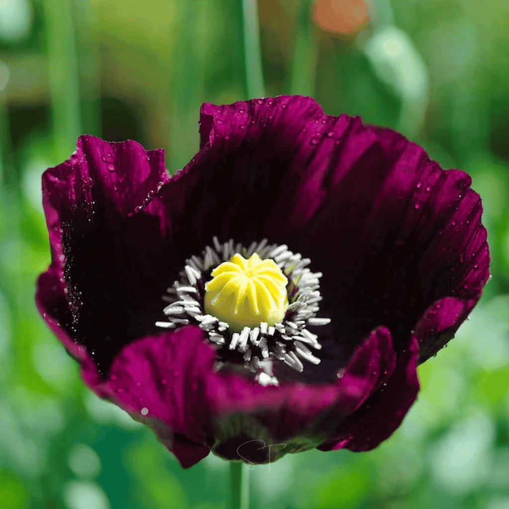 After Midnight Poppy – 100 Seeds by Southern Seeds