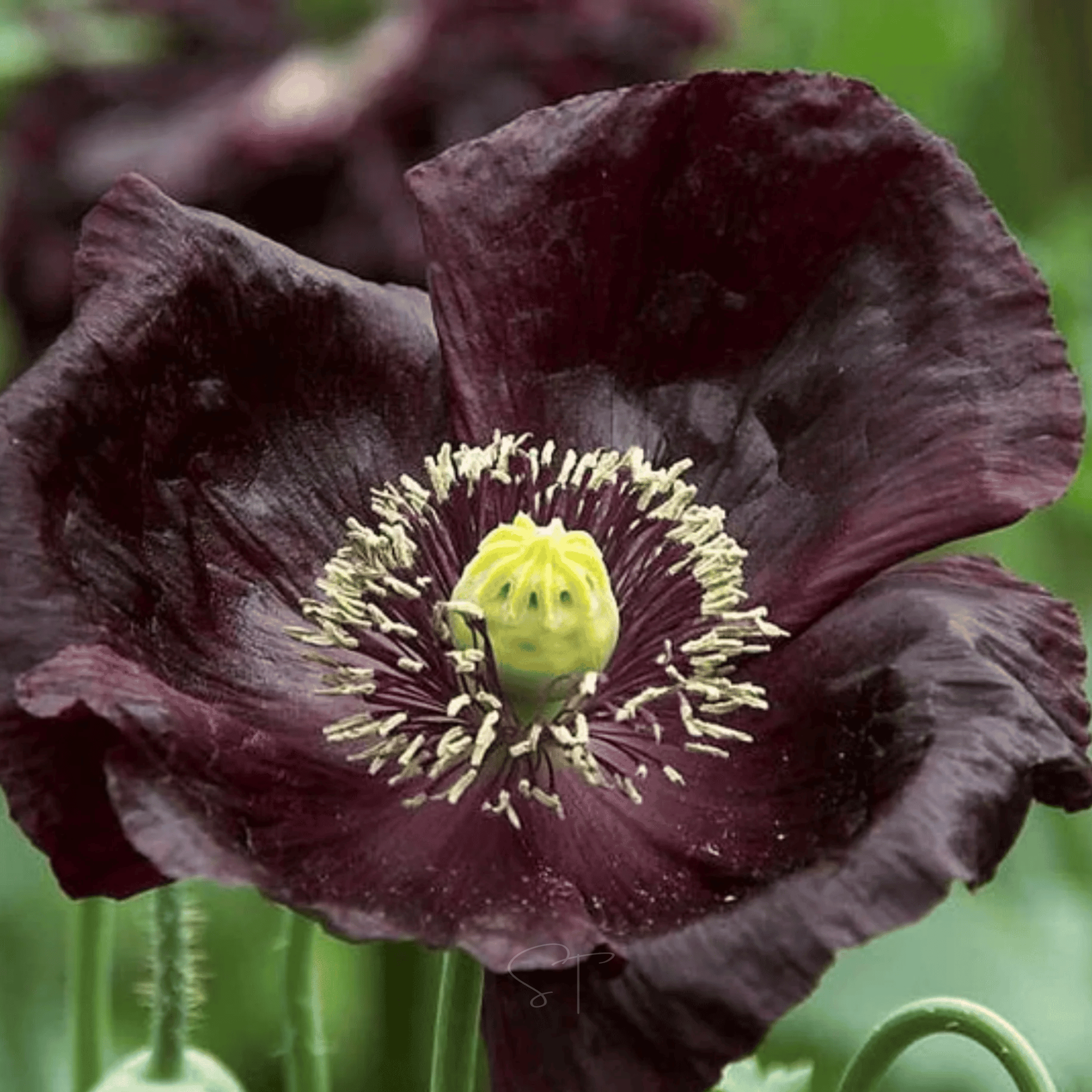 After Midnight Poppy – 100 Seeds by Southern Seeds