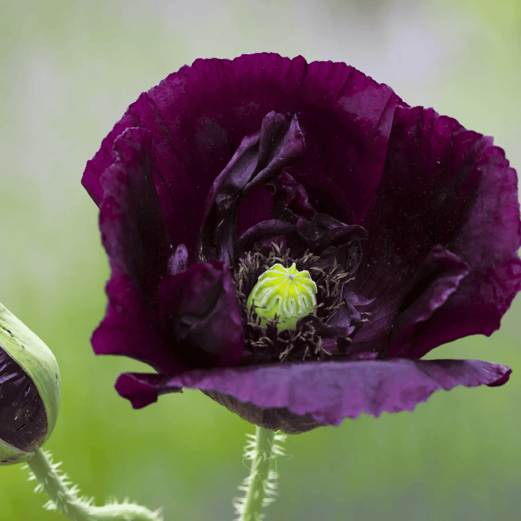 After Midnight Poppy – 100 Seeds by Southern Seeds
