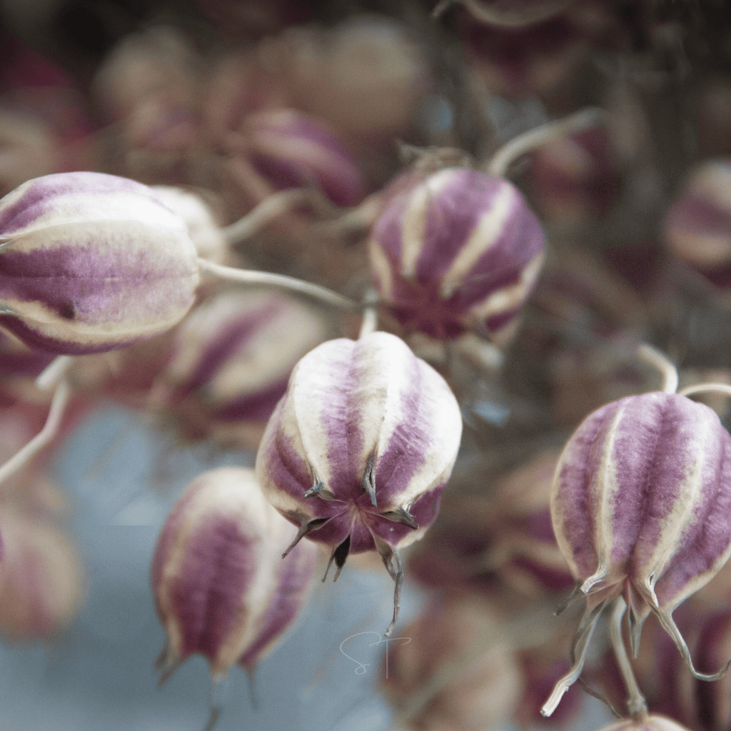 Albion Black Pods Love in a Mist – 100 Seeds by Southern Seeds
