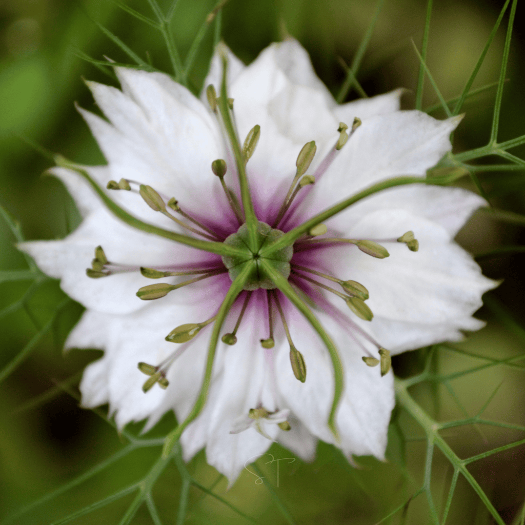 Albion Black Pods Love in a Mist – 100 Seeds by Southern Seeds