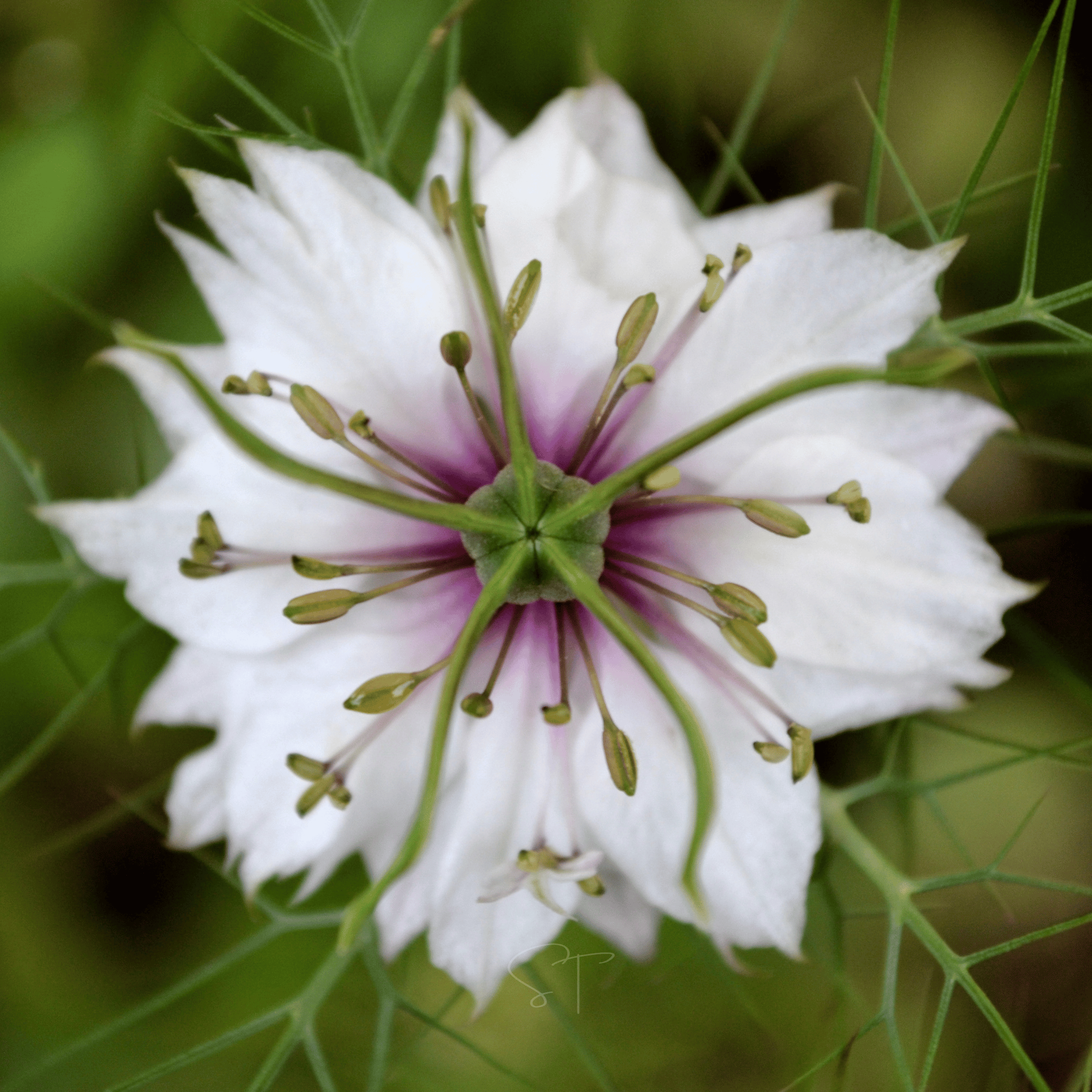 Albion Black Pods Love in a Mist – 100 Seeds by Southern Seeds