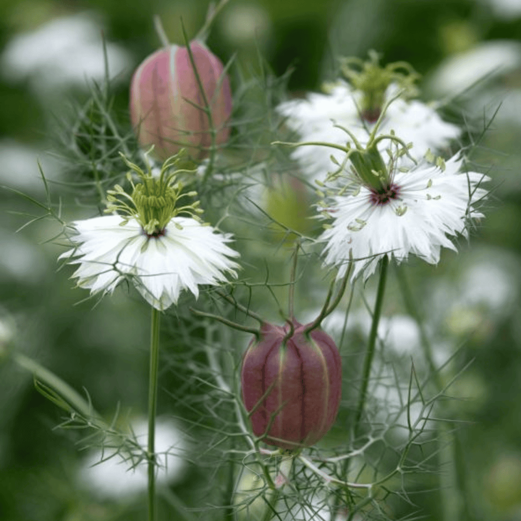 Albion Black Pods Love in a Mist – 100 Seeds by Southern Seeds