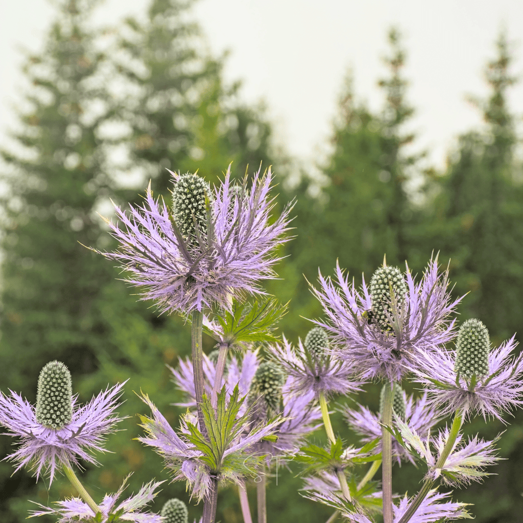 Alpine Sea Holly – 25 Seeds by Southern Seeds