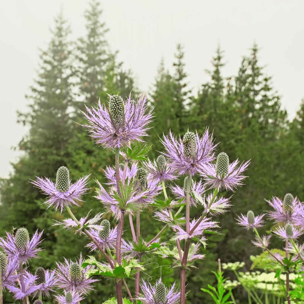 Alpine Sea Holly – 25 Seeds by Southern Seeds