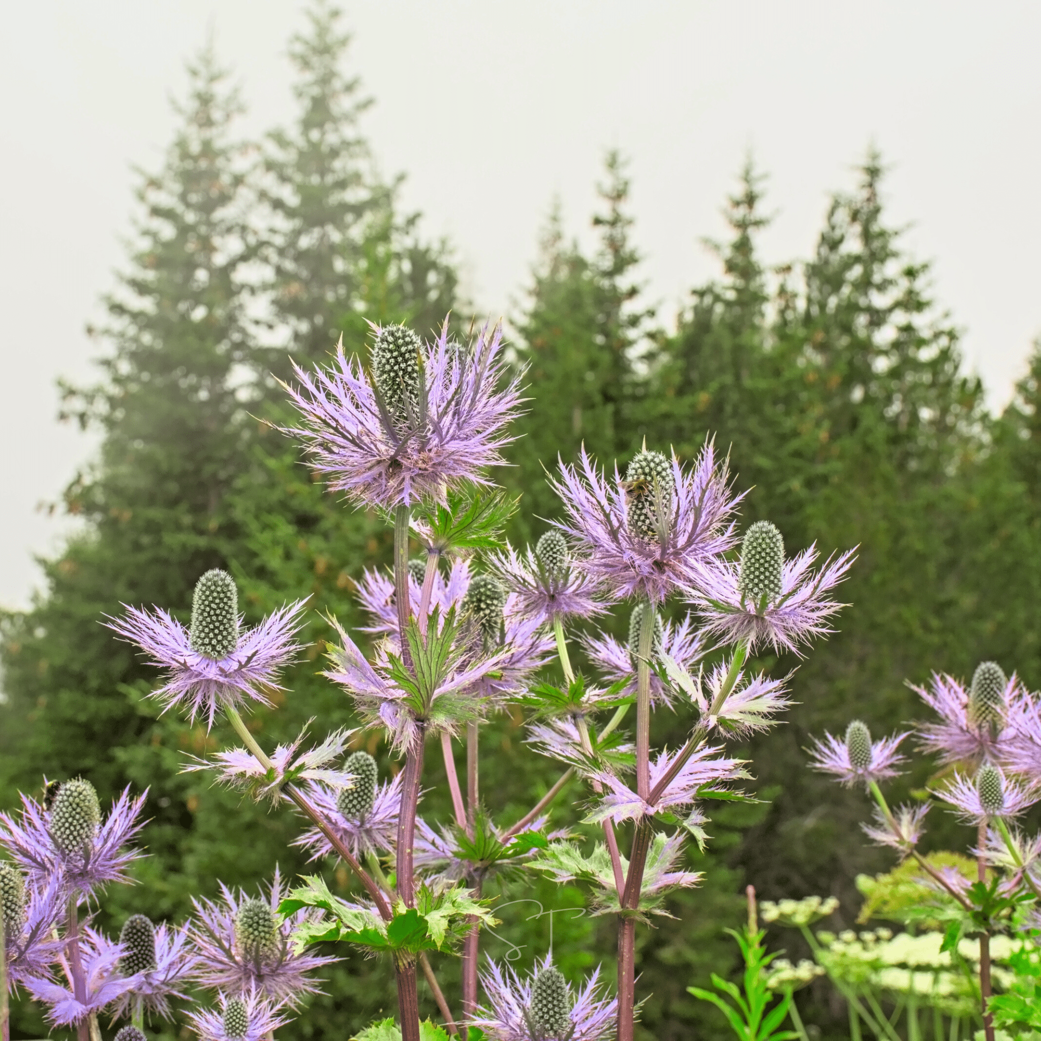Alpine Sea Holly – 25 Seeds by Southern Seeds