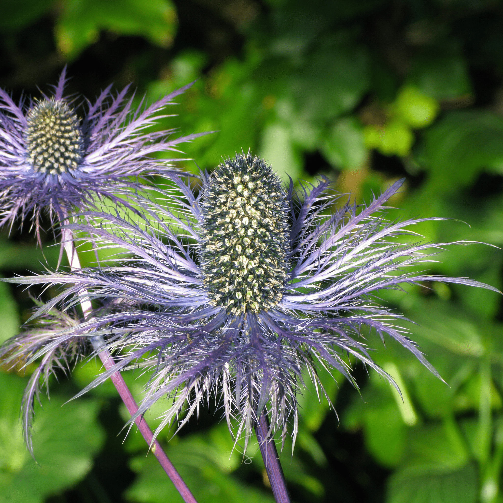 Alpine Sea Holly – 25 Seeds by Southern Seeds