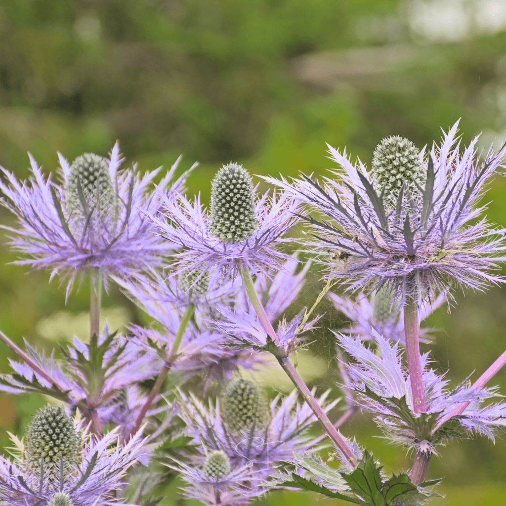 Alpine Sea Holly – 25 Seeds by Southern Seeds
