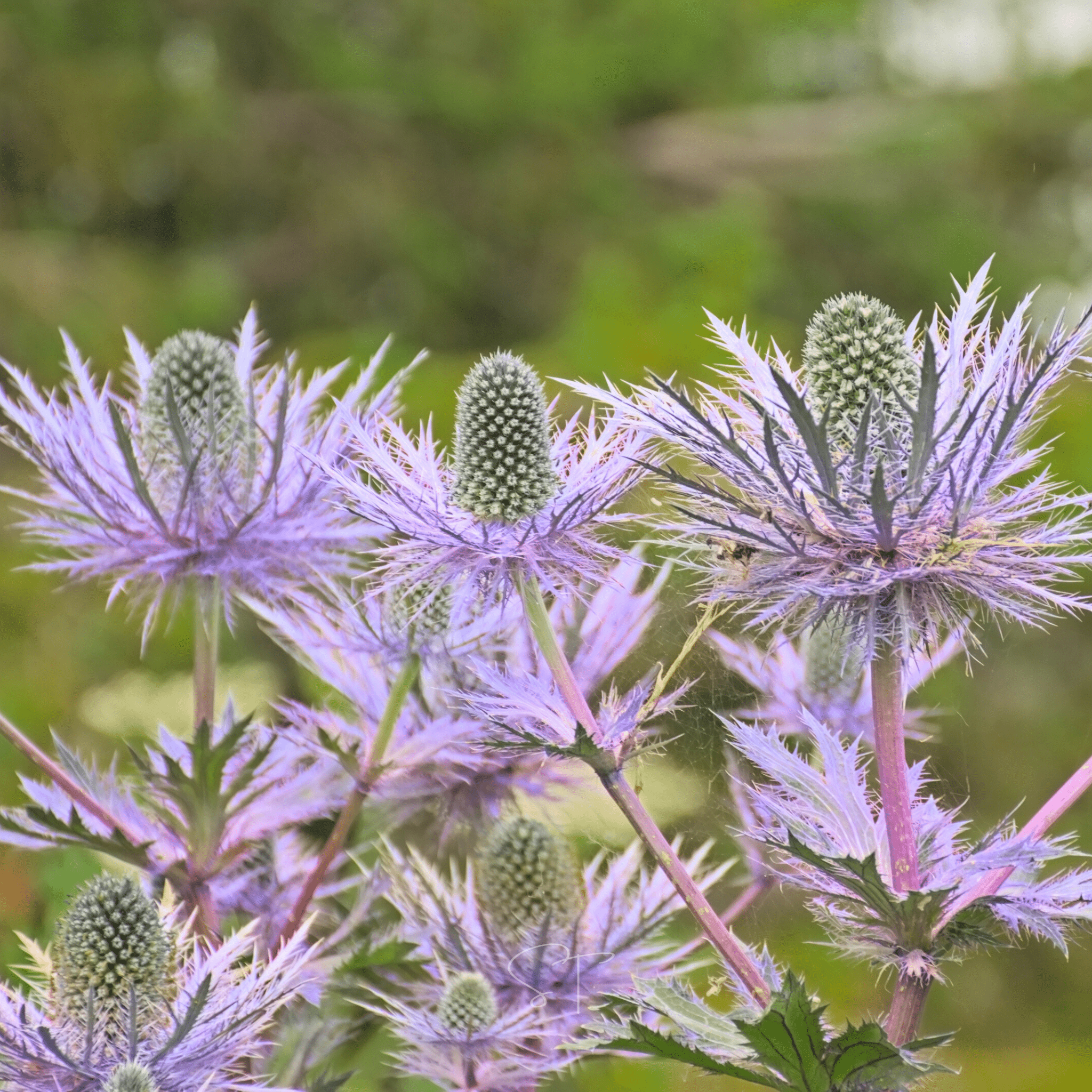 Alpine Sea Holly – 25 Seeds by Southern Seeds