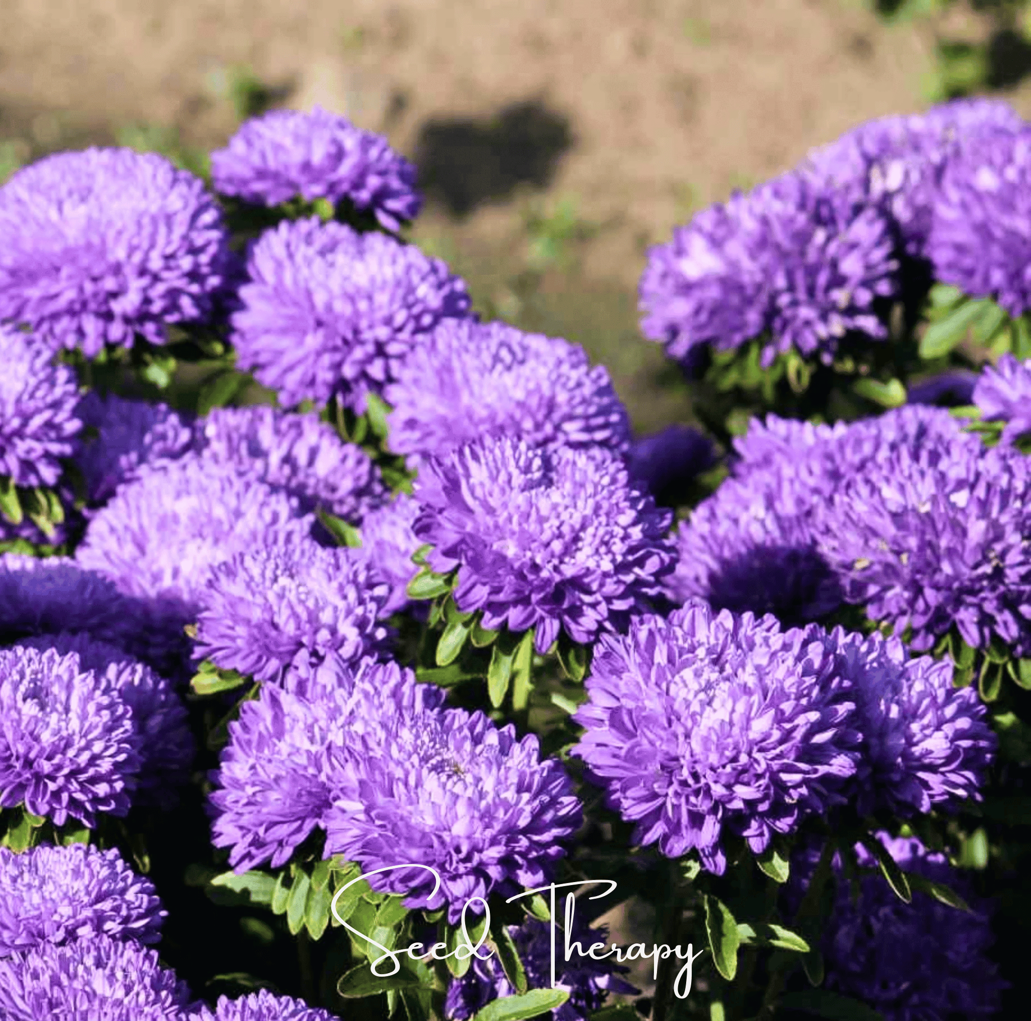 Lavender Gremlin Aster – 50 Seeds by Southern Seeds