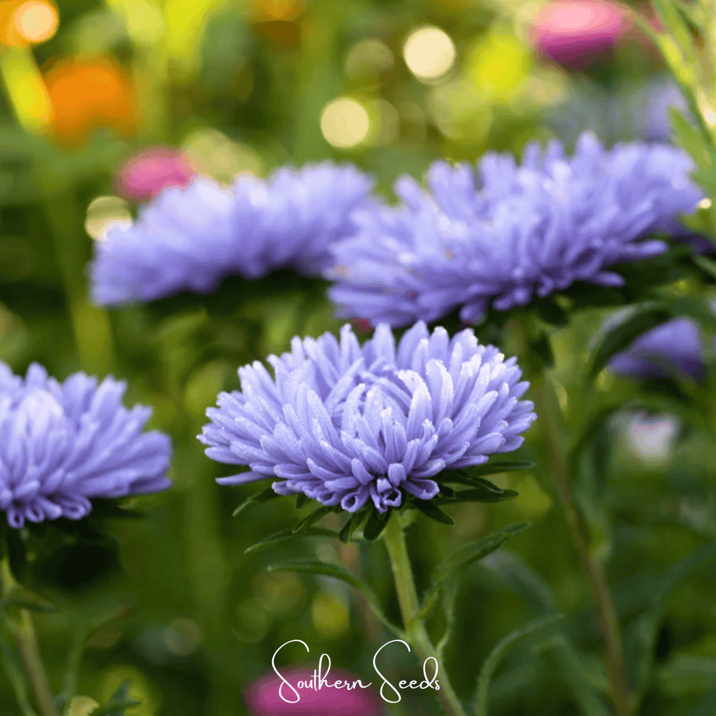 Lavender Gremlin Aster – 50 Seeds by Southern Seeds