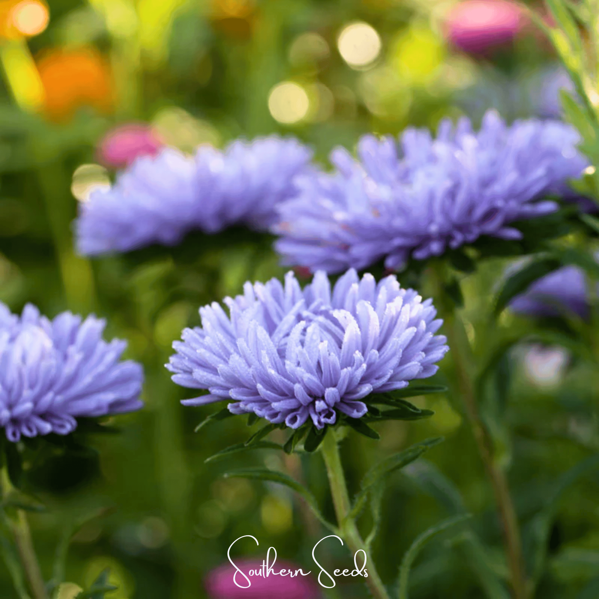 Lavender Gremlin Aster – 50 Seeds by Southern Seeds