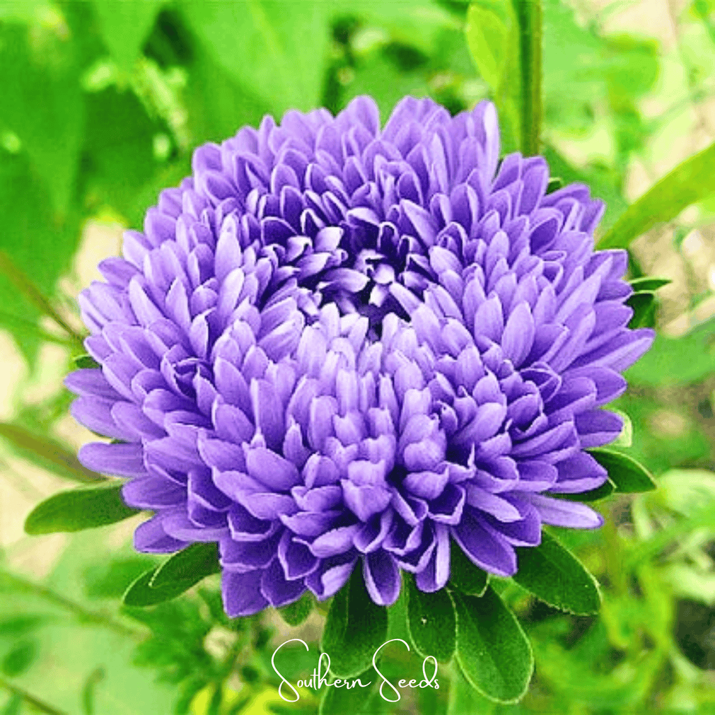 Lavender Gremlin Aster – 50 Seeds by Southern Seeds