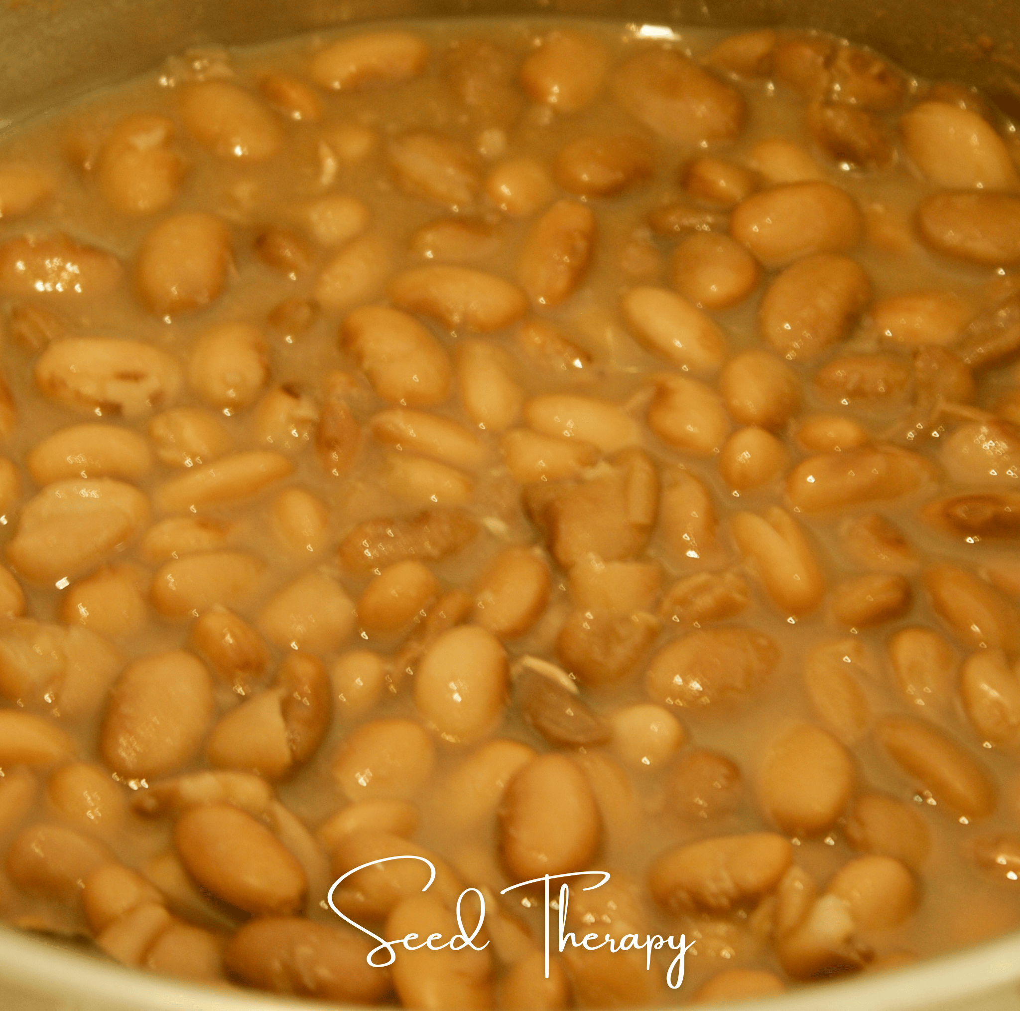 Pinto Bean – 20 Seeds by Southern Seeds