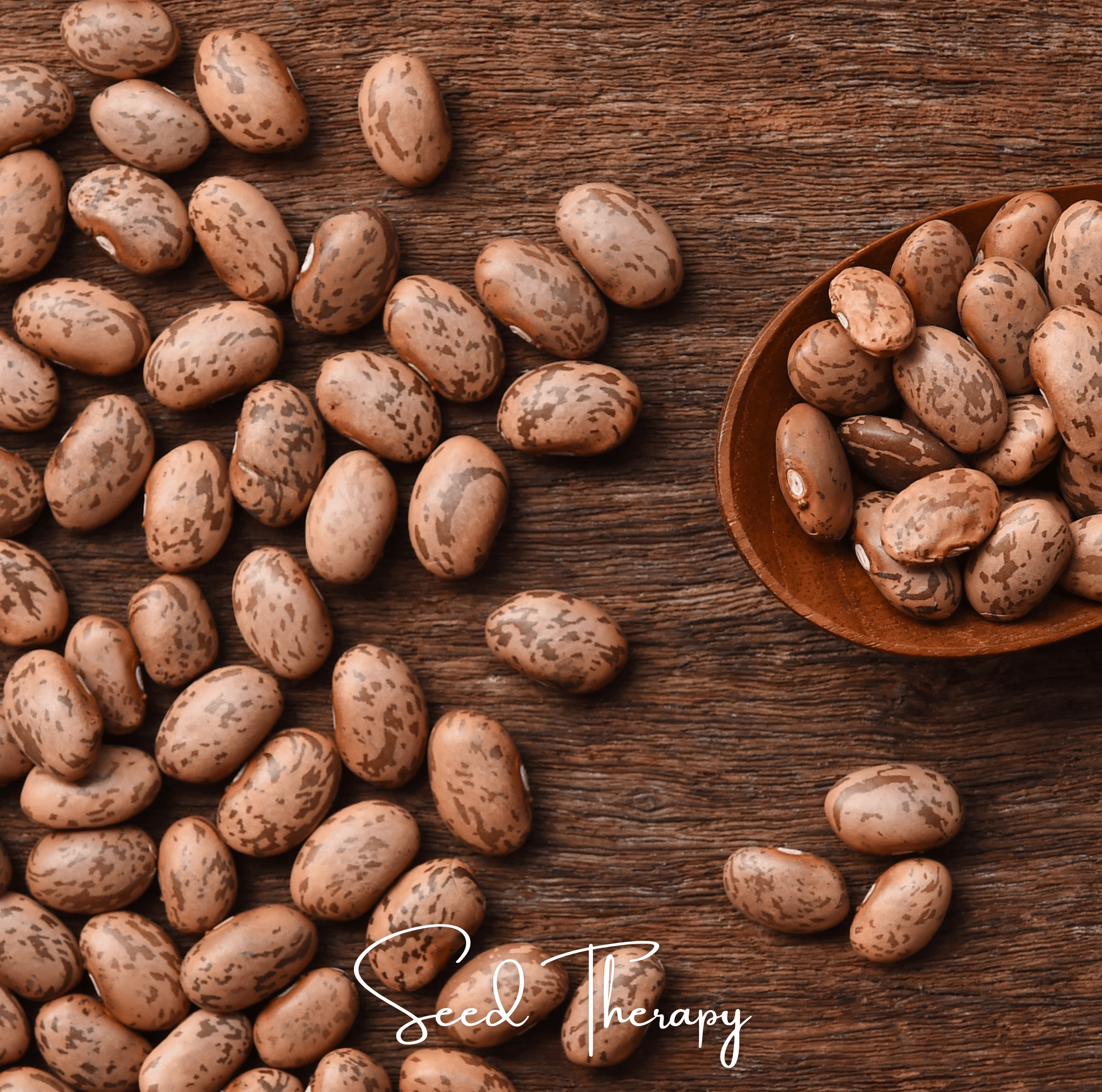 Pinto Bean – 20 Seeds by Southern Seeds