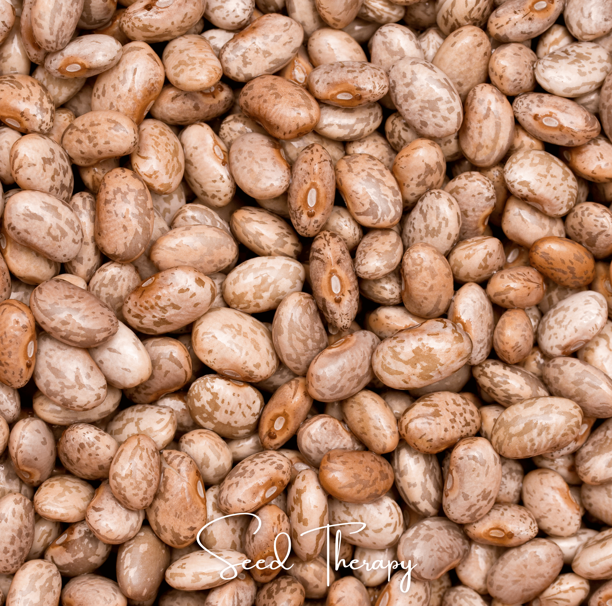 Pinto Bean – 20 Seeds by Southern Seeds