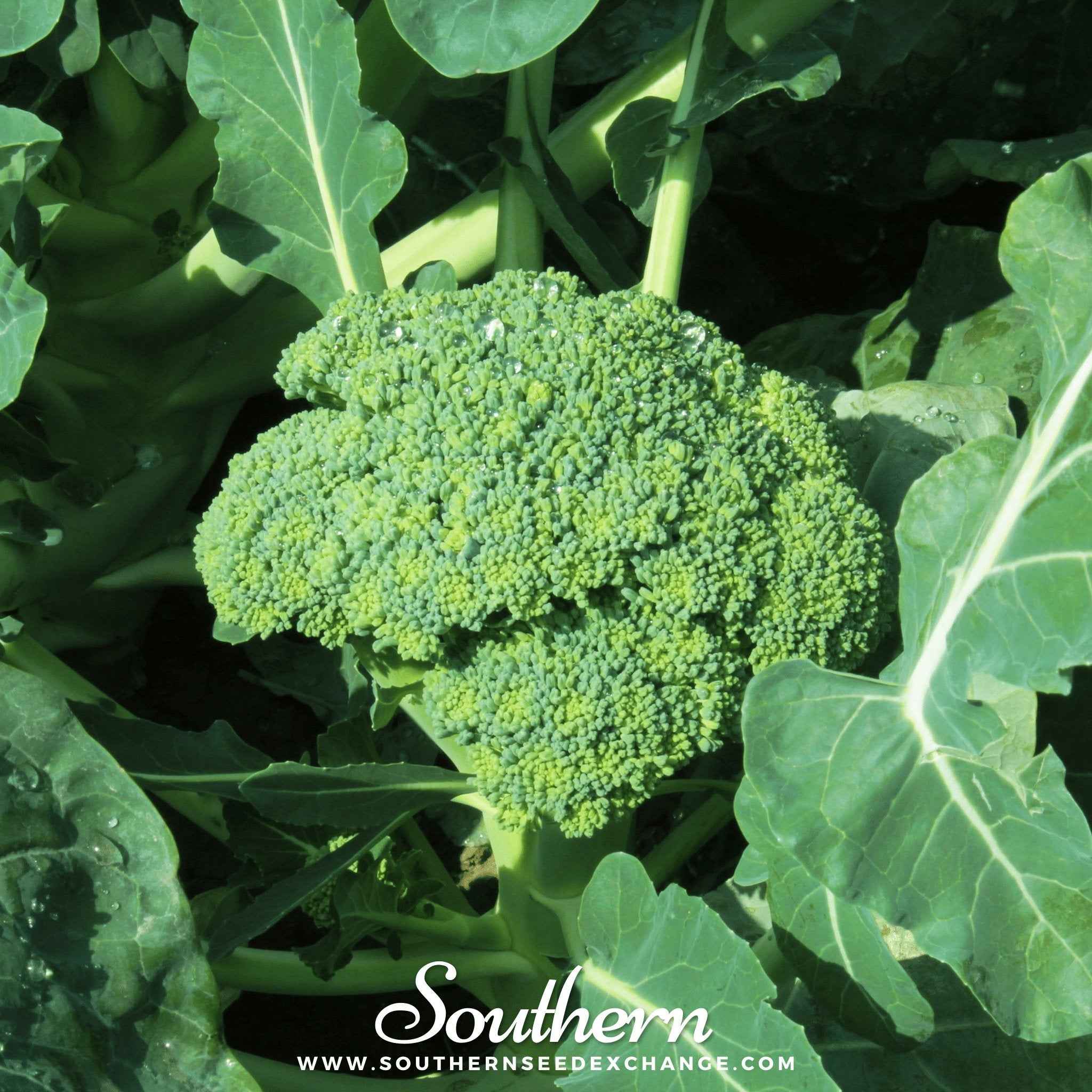 Waltham 29 Broccoli – 100 Seeds by Southern Seeds