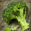 Waltham 29 Broccoli – 100 Seeds by Southern Seeds