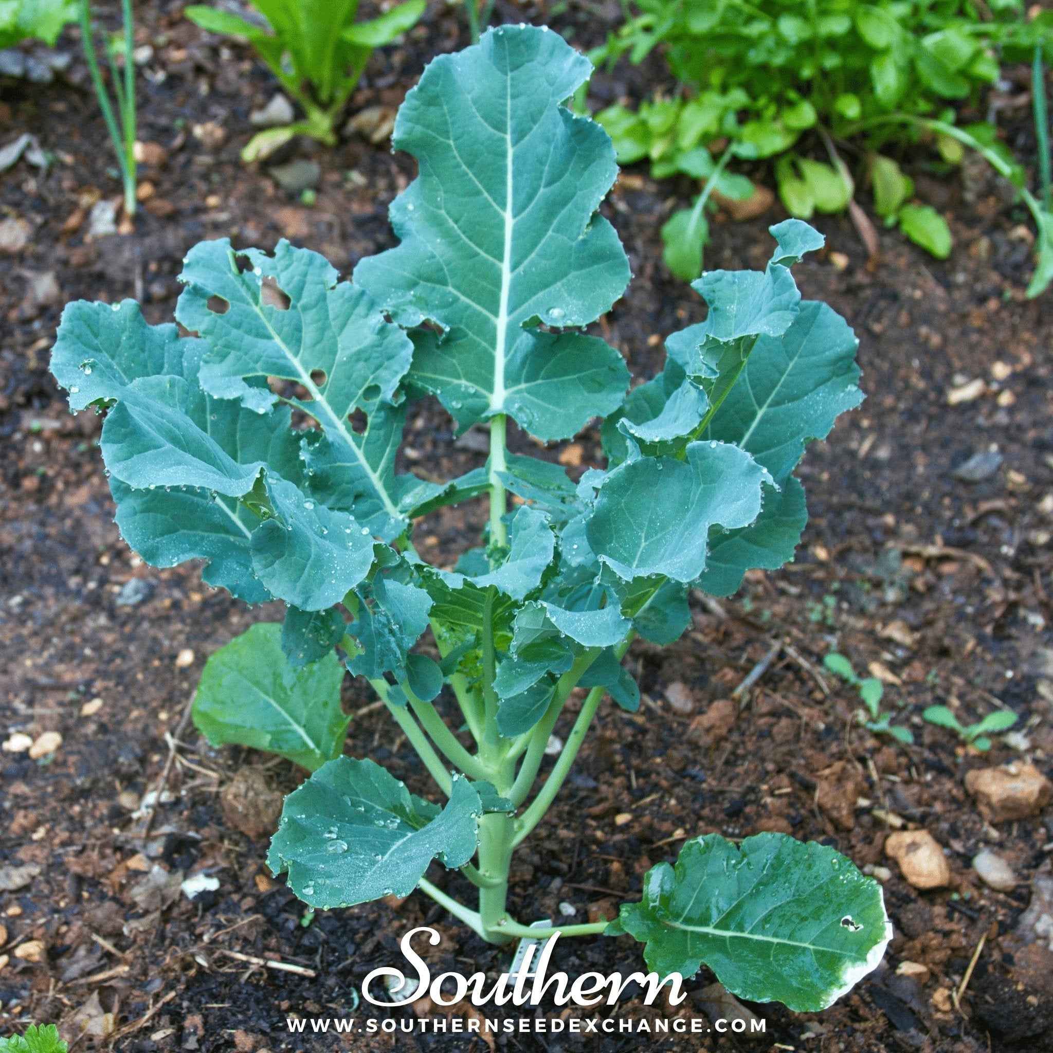 Waltham 29 Broccoli – 100 Seeds by Southern Seeds