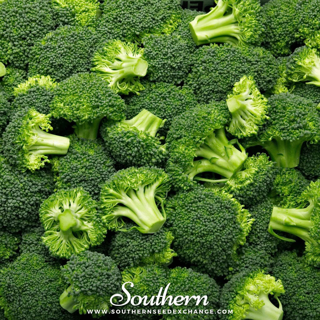 Waltham 29 Broccoli – 100 Seeds by Southern Seeds