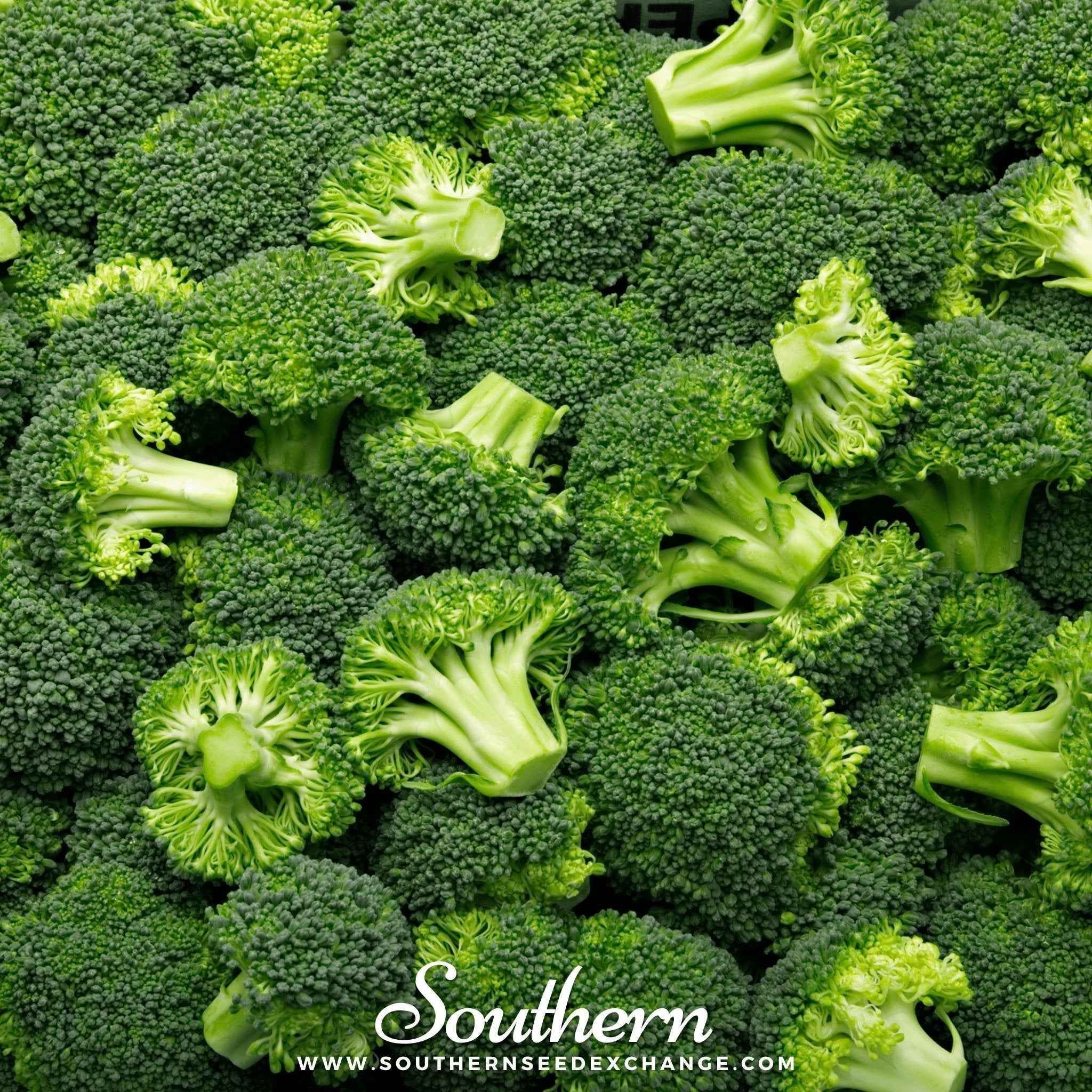 Waltham 29 Broccoli – 100 Seeds by Southern Seeds