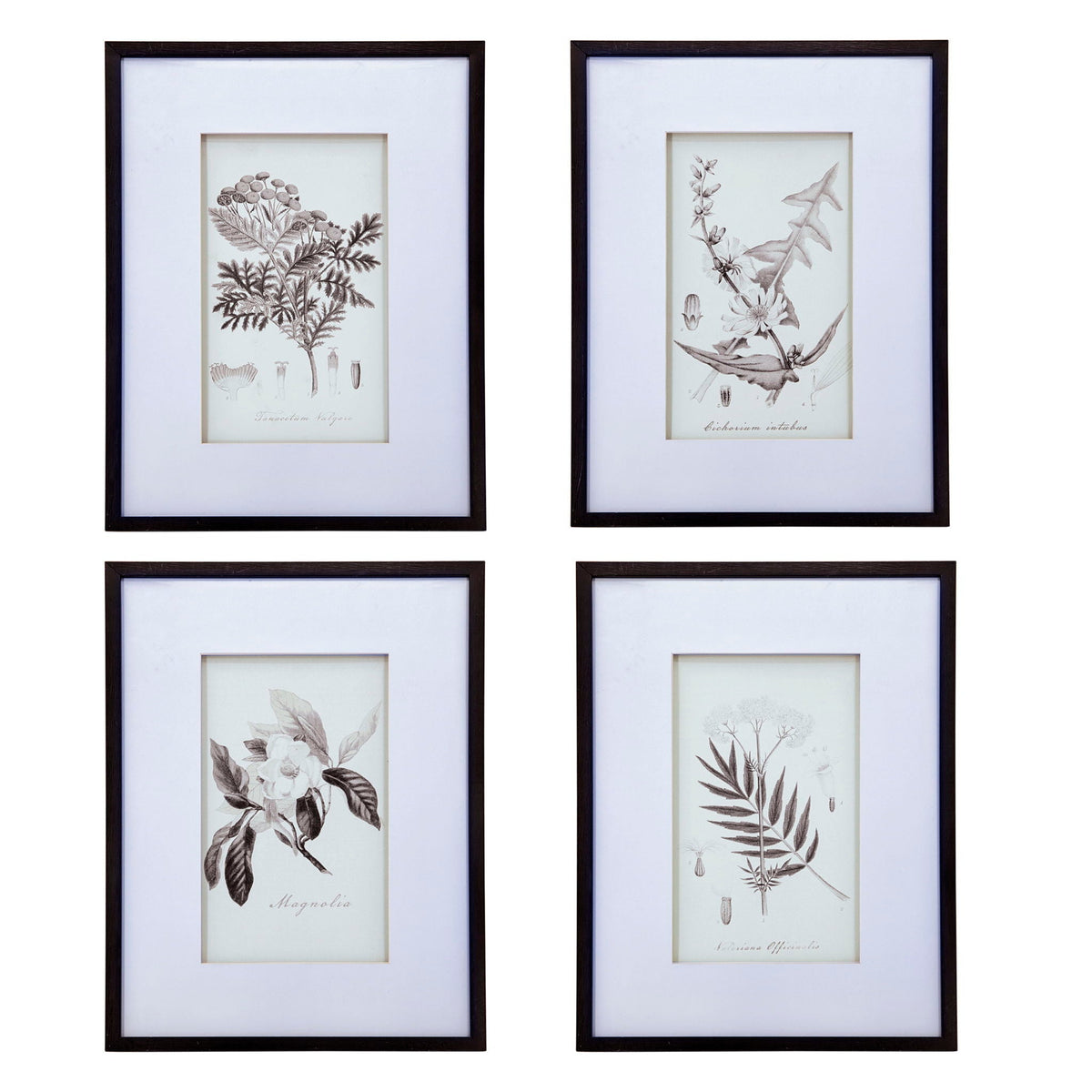 Botanical Wall Art Prints, Home Decor For Living Room Dining Room, Bedroom, Hallway (Set of 4) - White / Black by Unique Piece Furniture