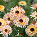 Sunset Buff Calendula – 50 Seeds by Southern Seeds