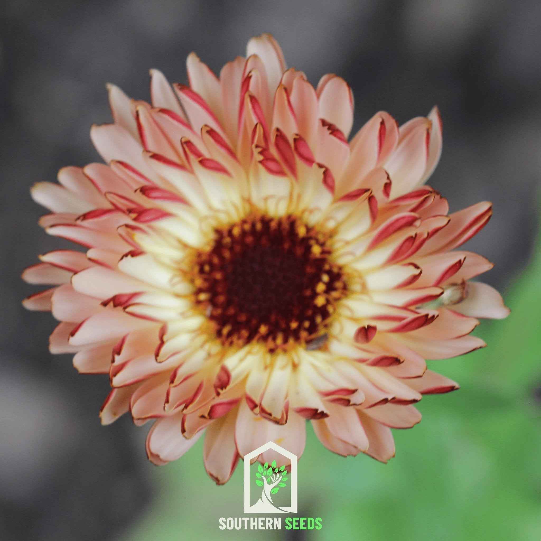 Sunset Buff Calendula – 50 Seeds by Southern Seeds
