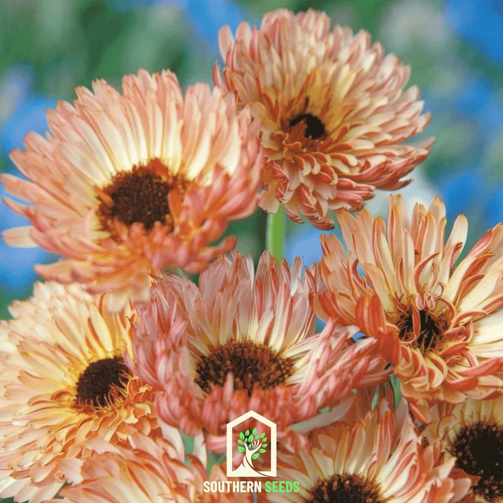 Sunset Buff Calendula – 50 Seeds by Southern Seeds