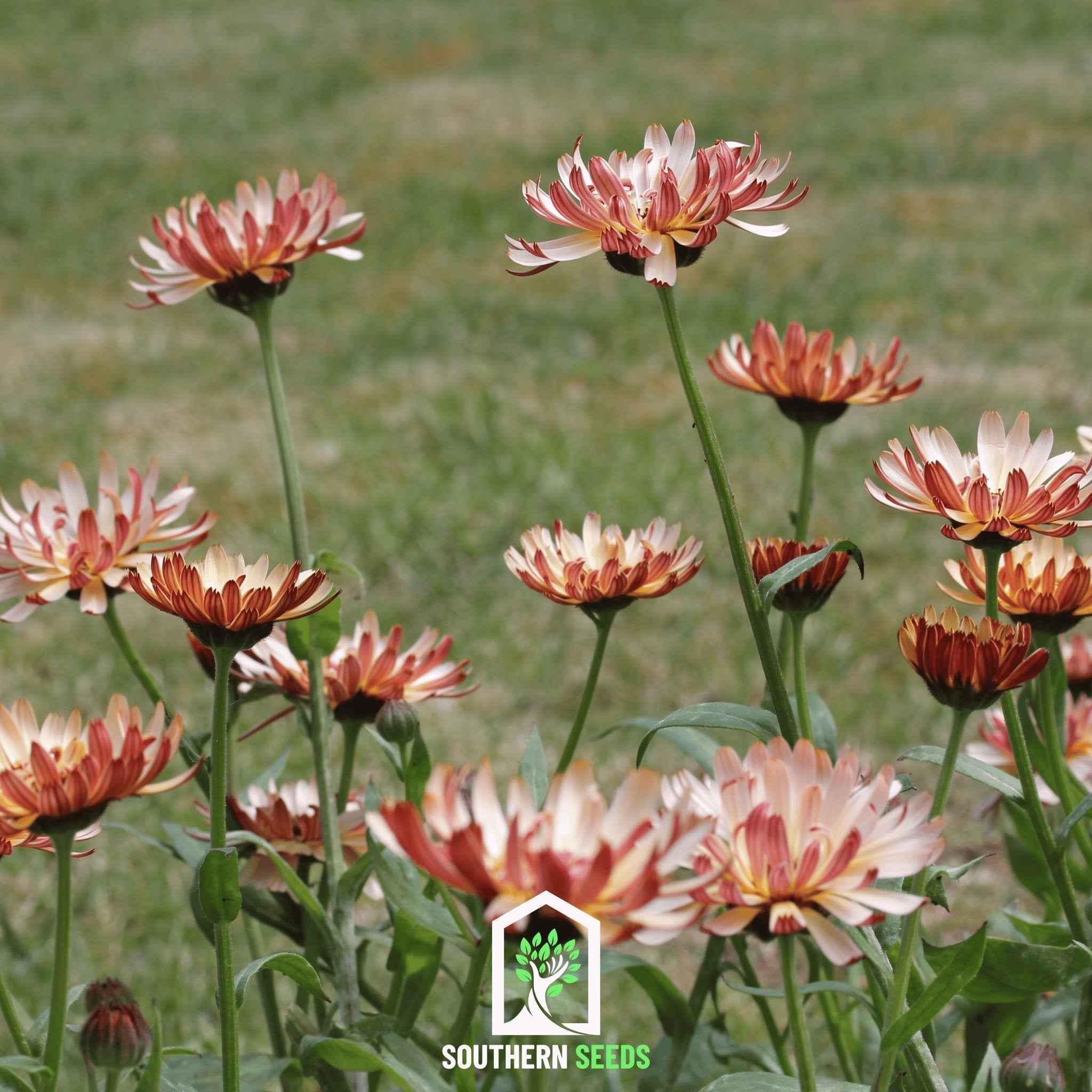 Sunset Buff Calendula – 50 Seeds by Southern Seeds