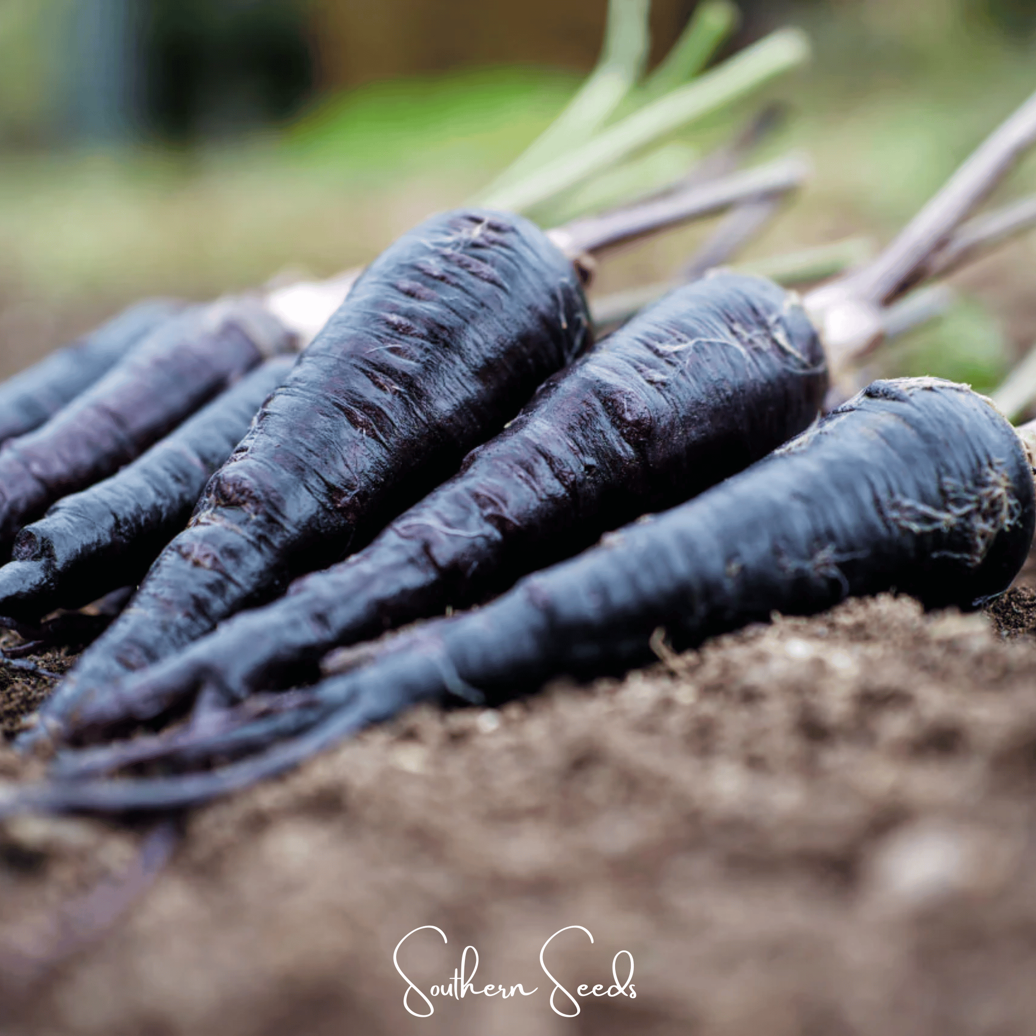 Black Nebula Carrot – 250 Seeds by Southern Seeds