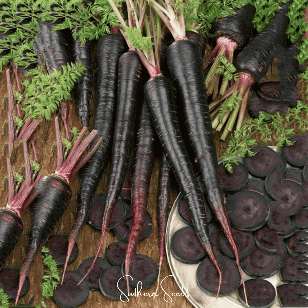 Black Nebula Carrot – 250 Seeds by Southern Seeds