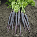 Black Nebula Carrot – 250 Seeds by Southern Seeds