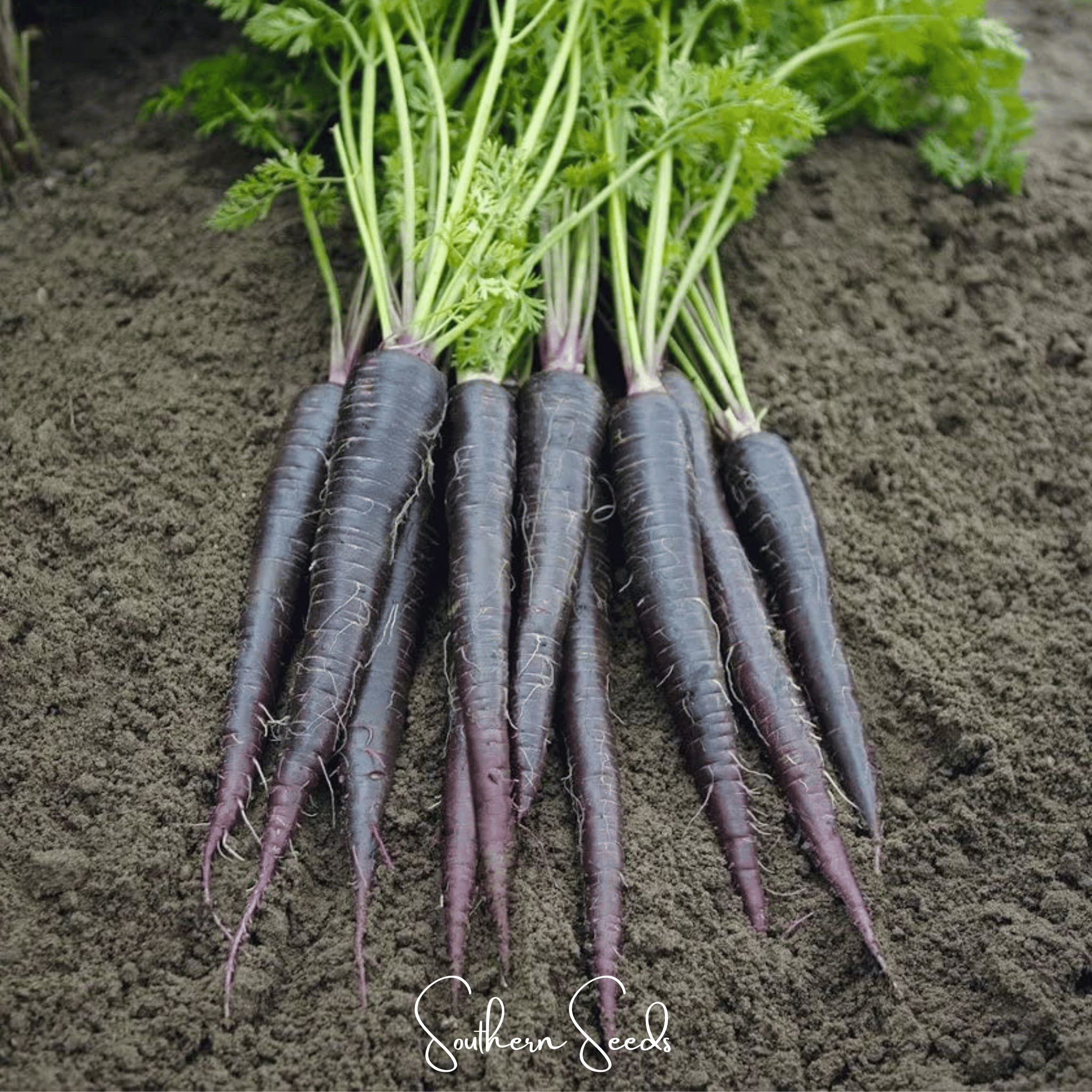 Black Nebula Carrot – 250 Seeds by Southern Seeds