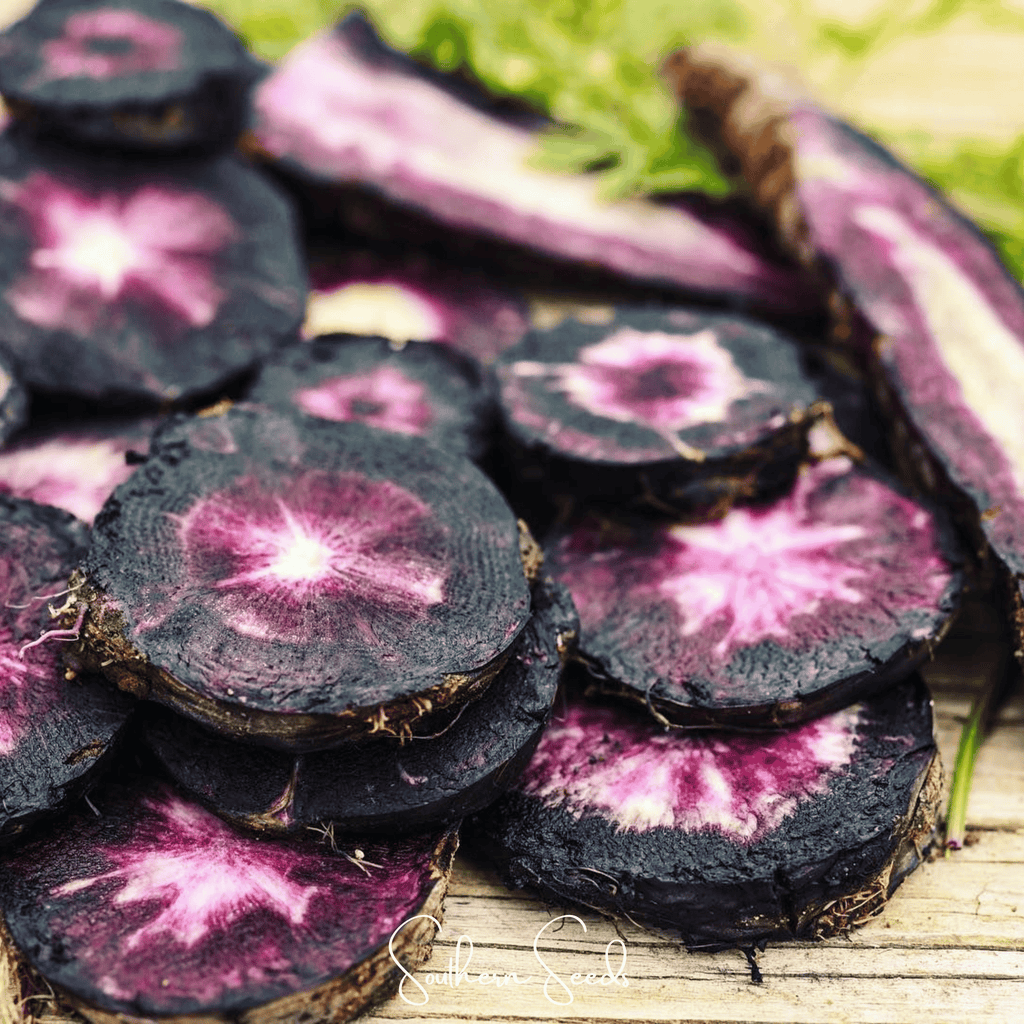 Black Nebula Carrot – 250 Seeds by Southern Seeds