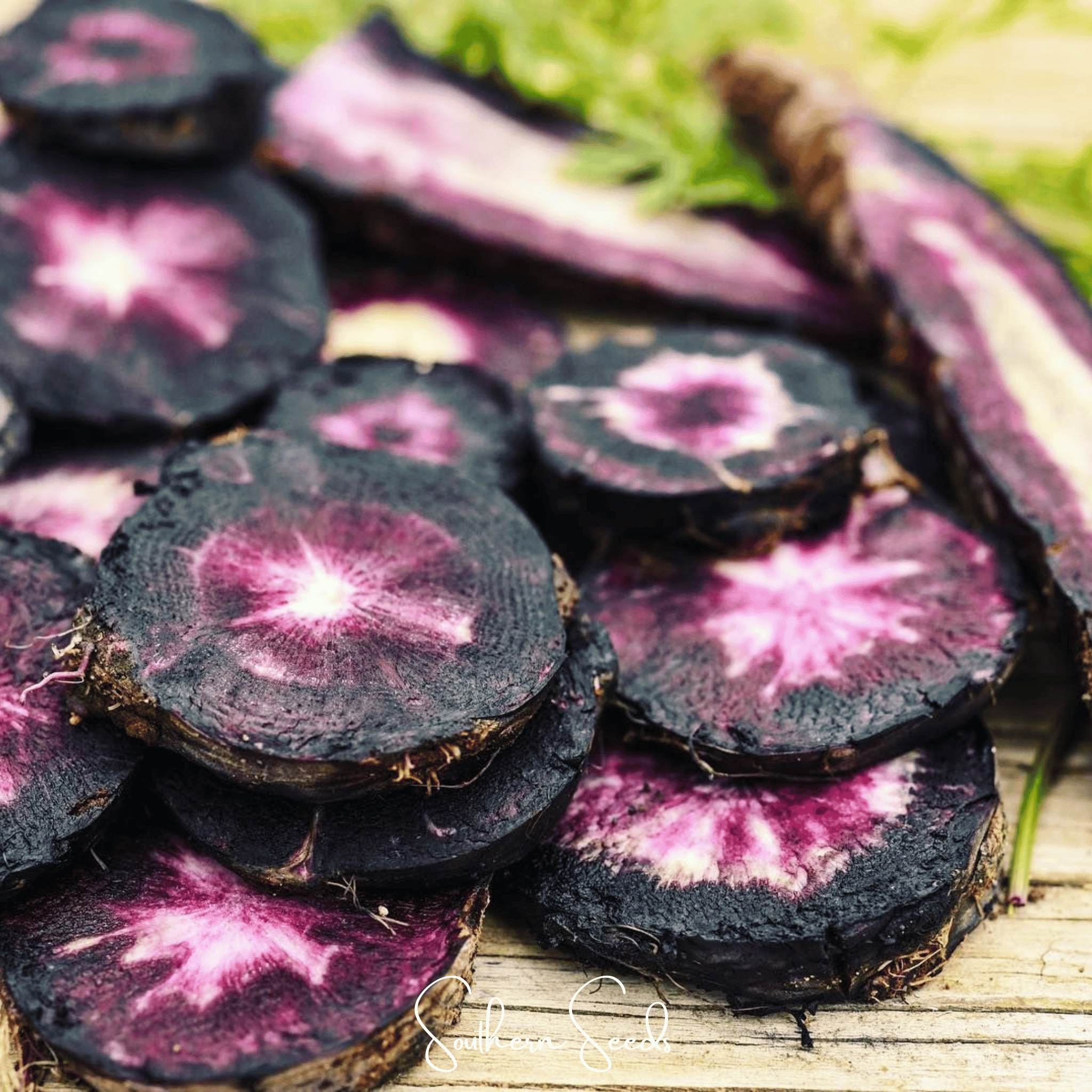 Black Nebula Carrot – 250 Seeds by Southern Seeds