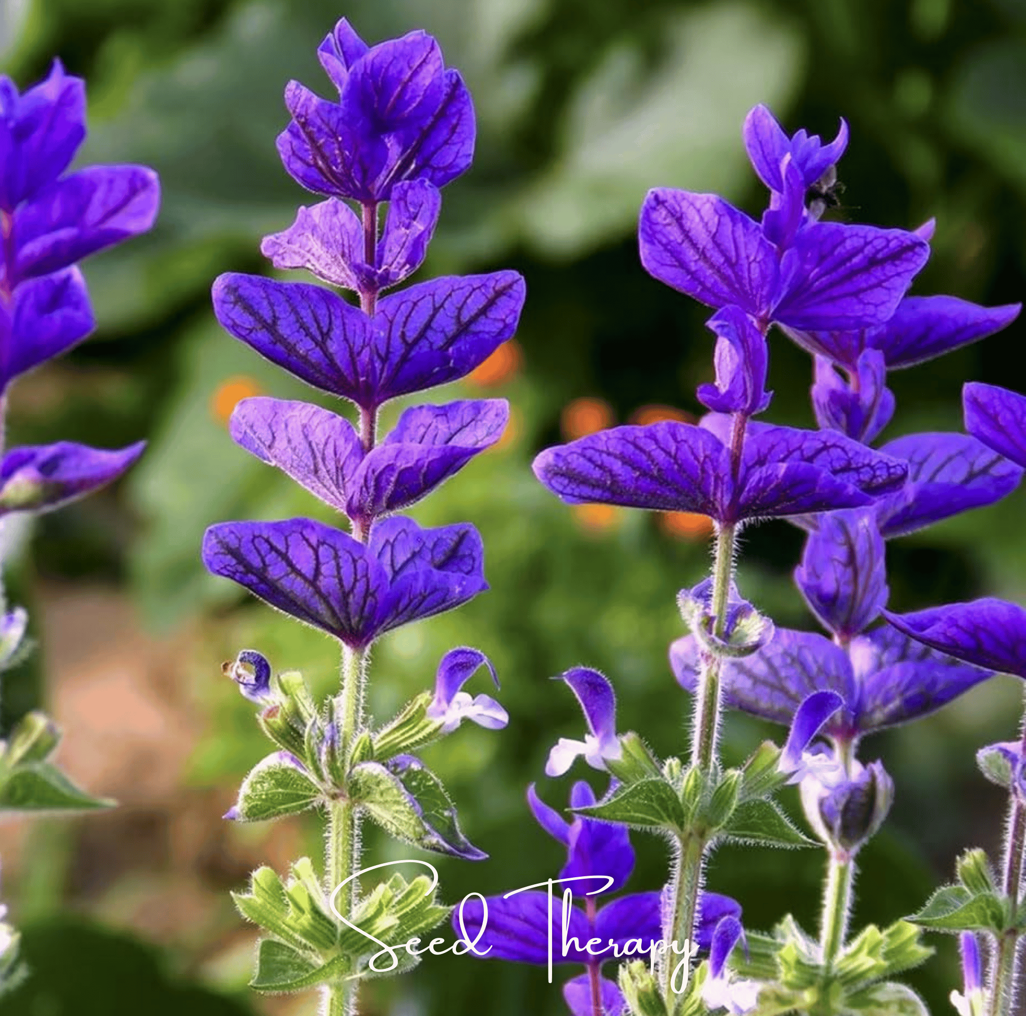 Blue Monday Clary Sage – 50 Seeds by Southern Seeds