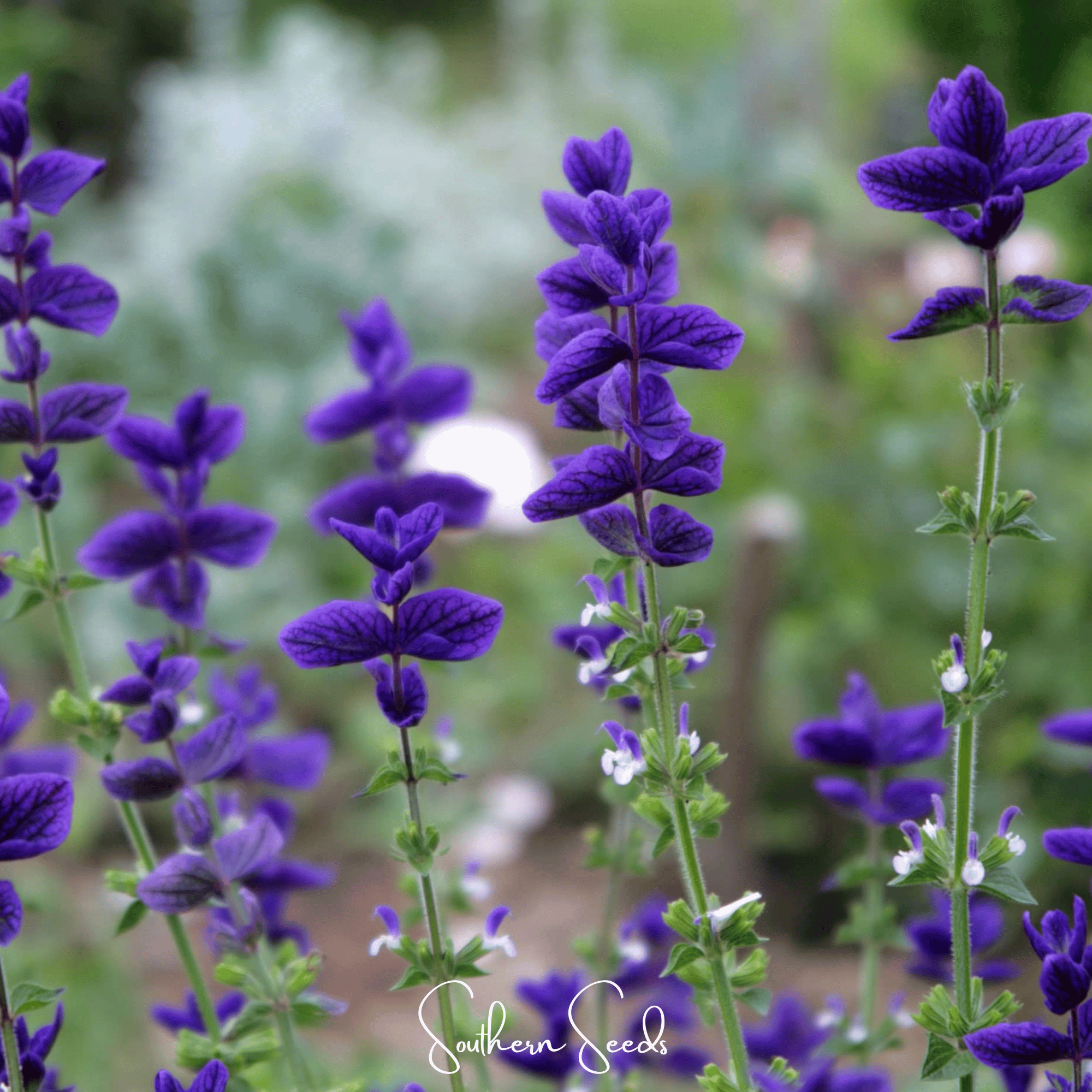 Blue Monday Clary Sage – 50 Seeds by Southern Seeds