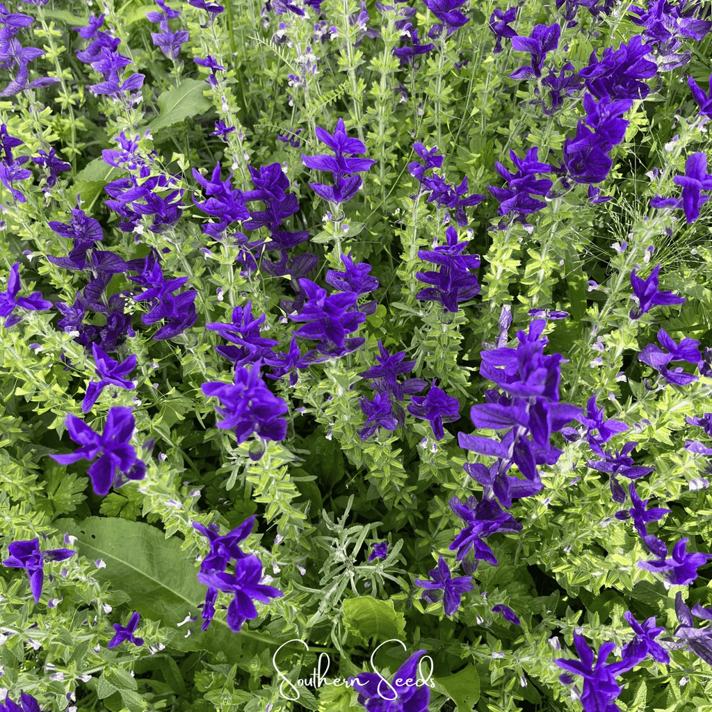 Blue Monday Clary Sage – 50 Seeds by Southern Seeds