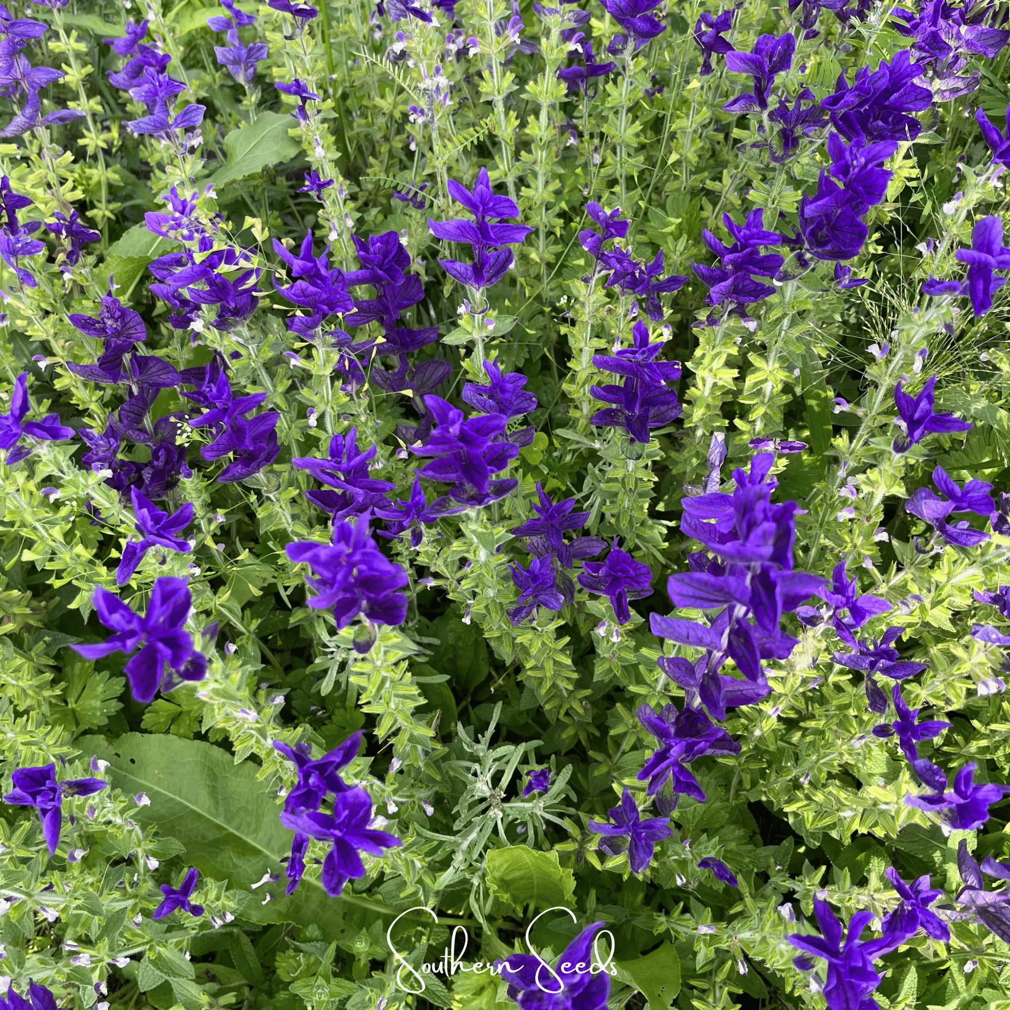 Blue Monday Clary Sage – 50 Seeds by Southern Seeds
