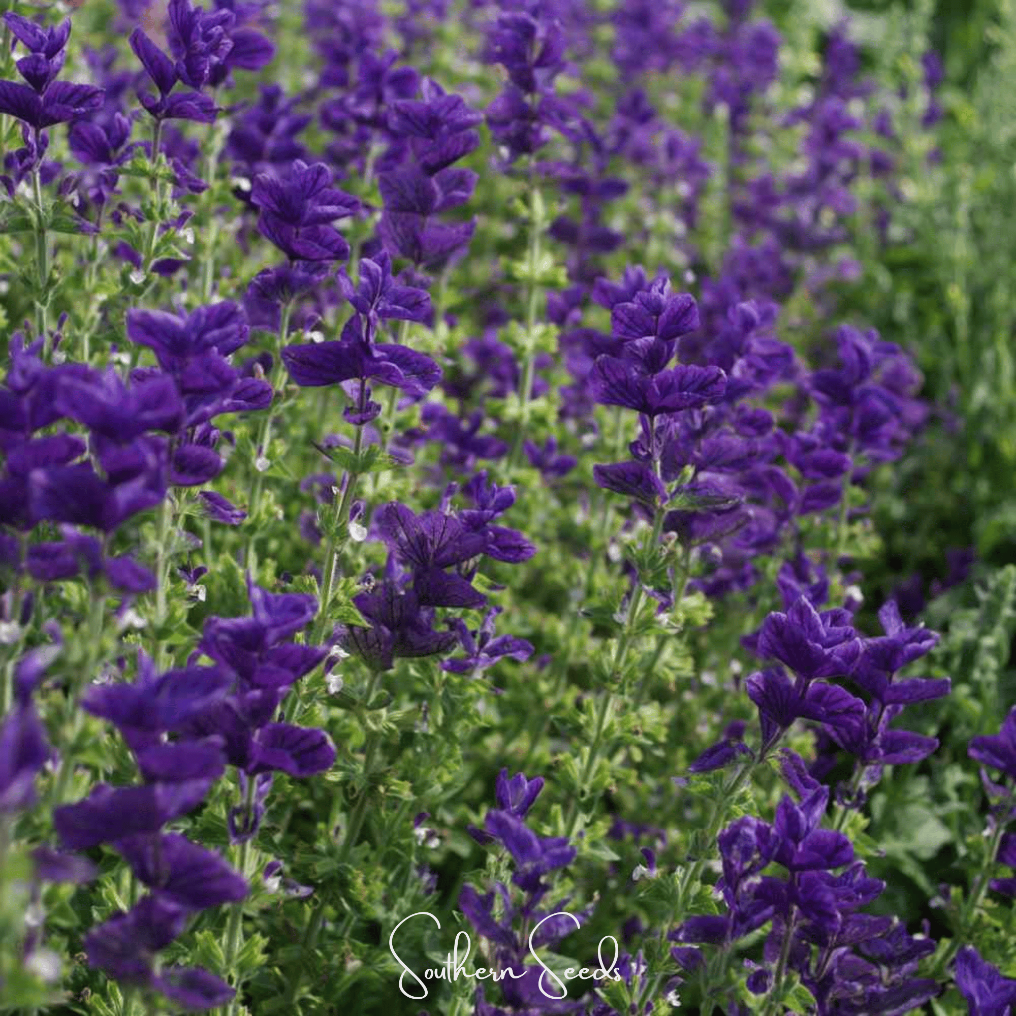Blue Monday Clary Sage – 50 Seeds by Southern Seeds