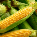 Kandy Korn Corn – 30 Seeds by Southern Seeds