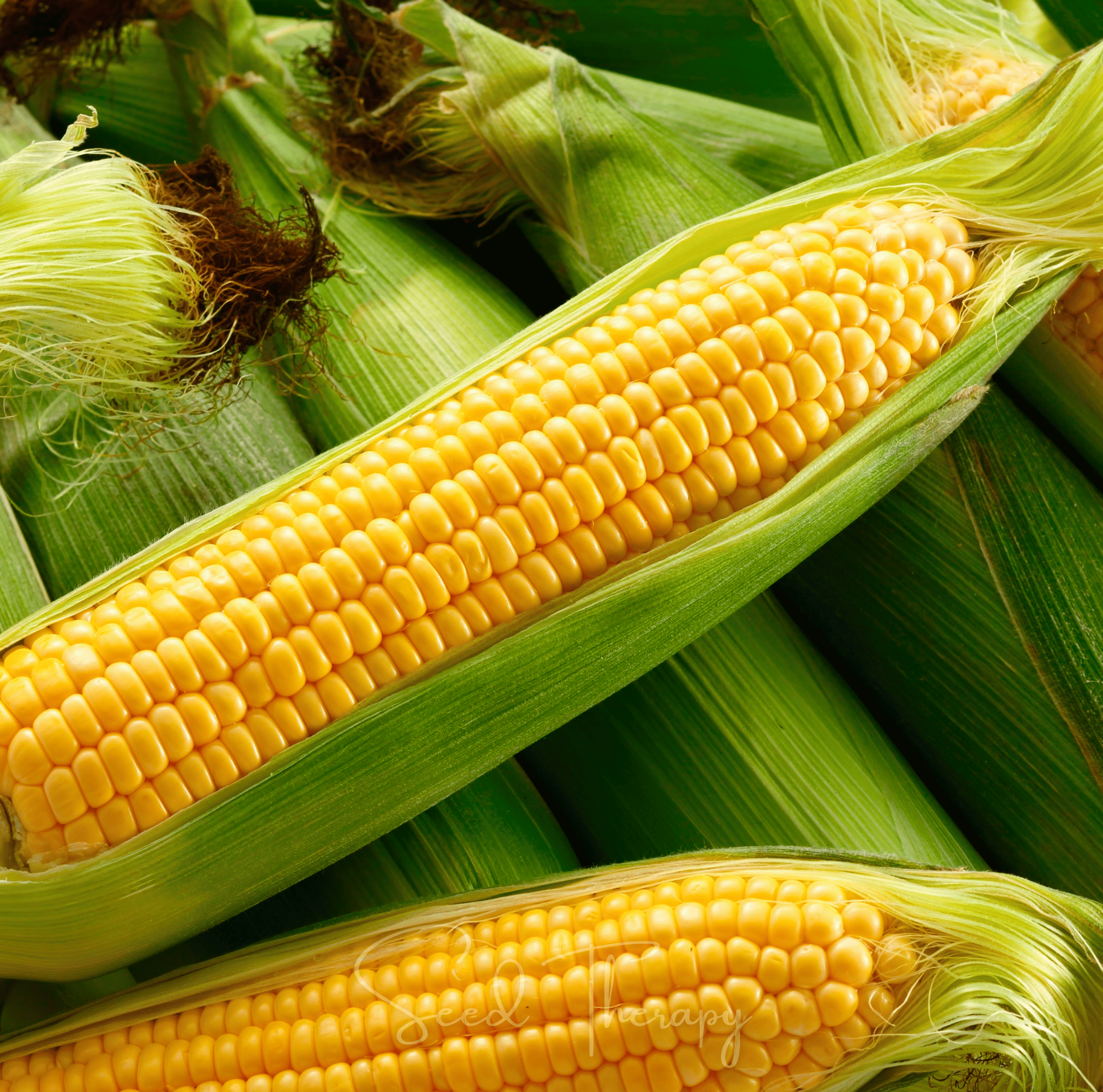 Kandy Korn Corn – 30 Seeds by Southern Seeds