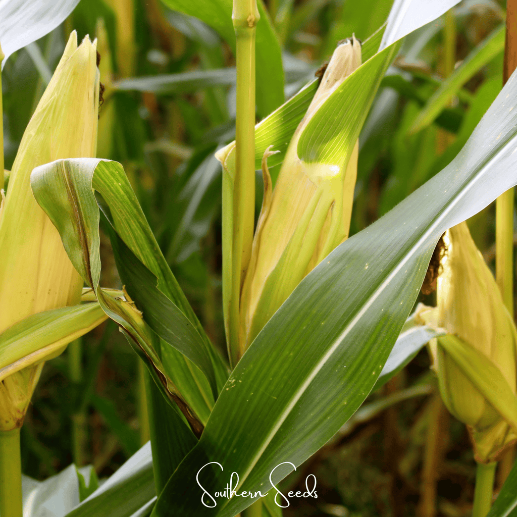 Kandy Korn Corn – 30 Seeds by Southern Seeds