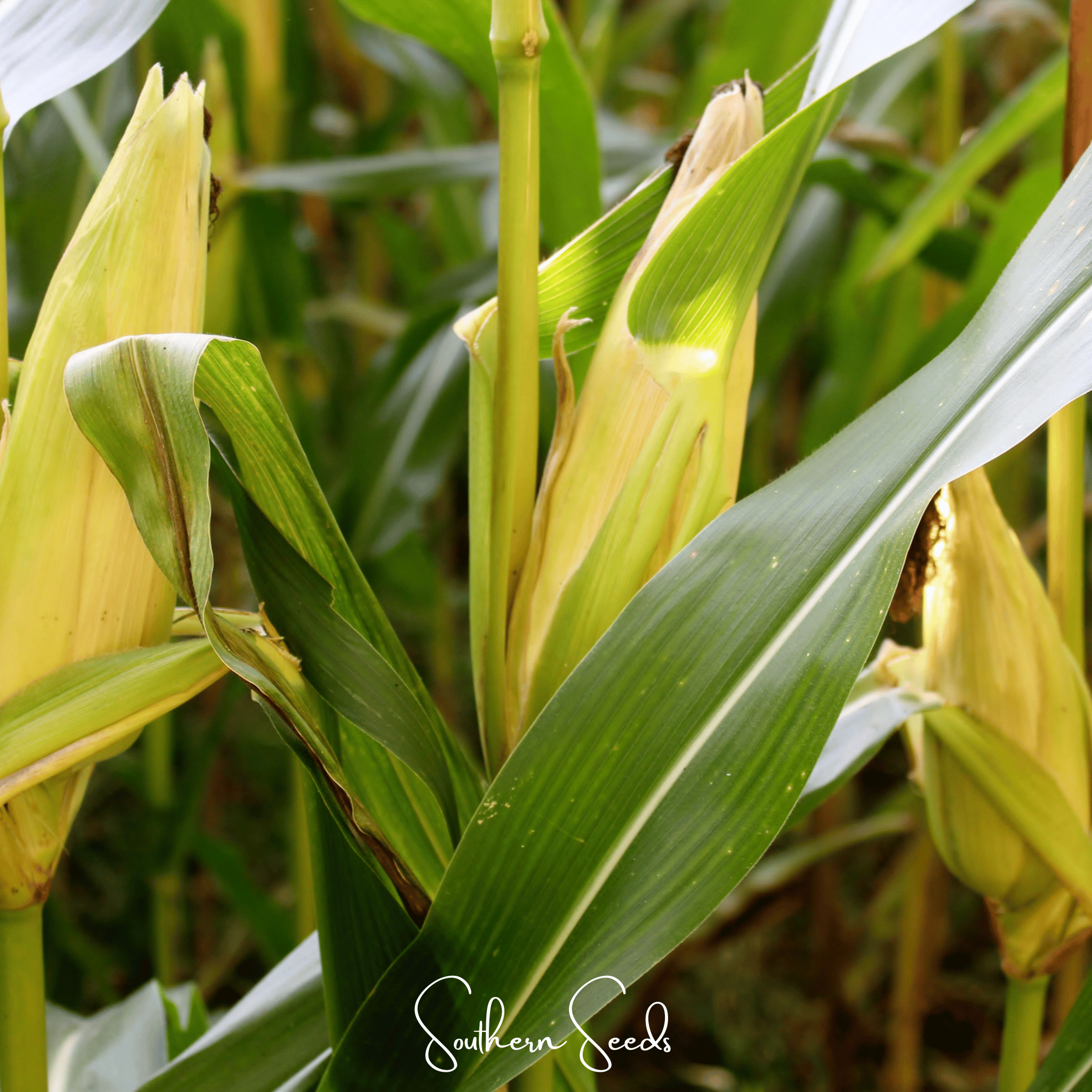 Kandy Korn Corn – 30 Seeds by Southern Seeds